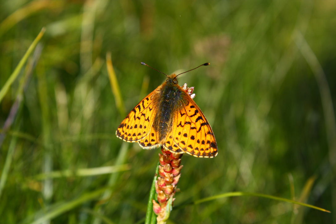 Farfalla da identificare